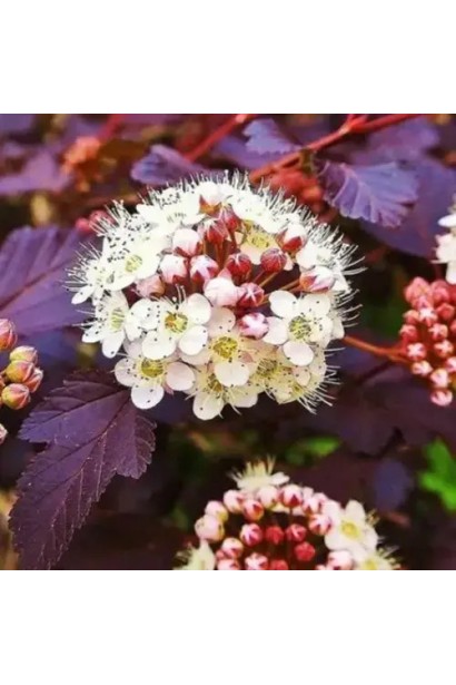 Physocarpus opulifolius ‘Schuch’